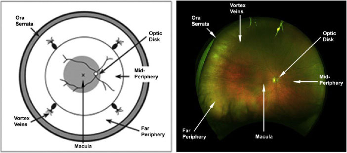 Major landmarks in the retina.