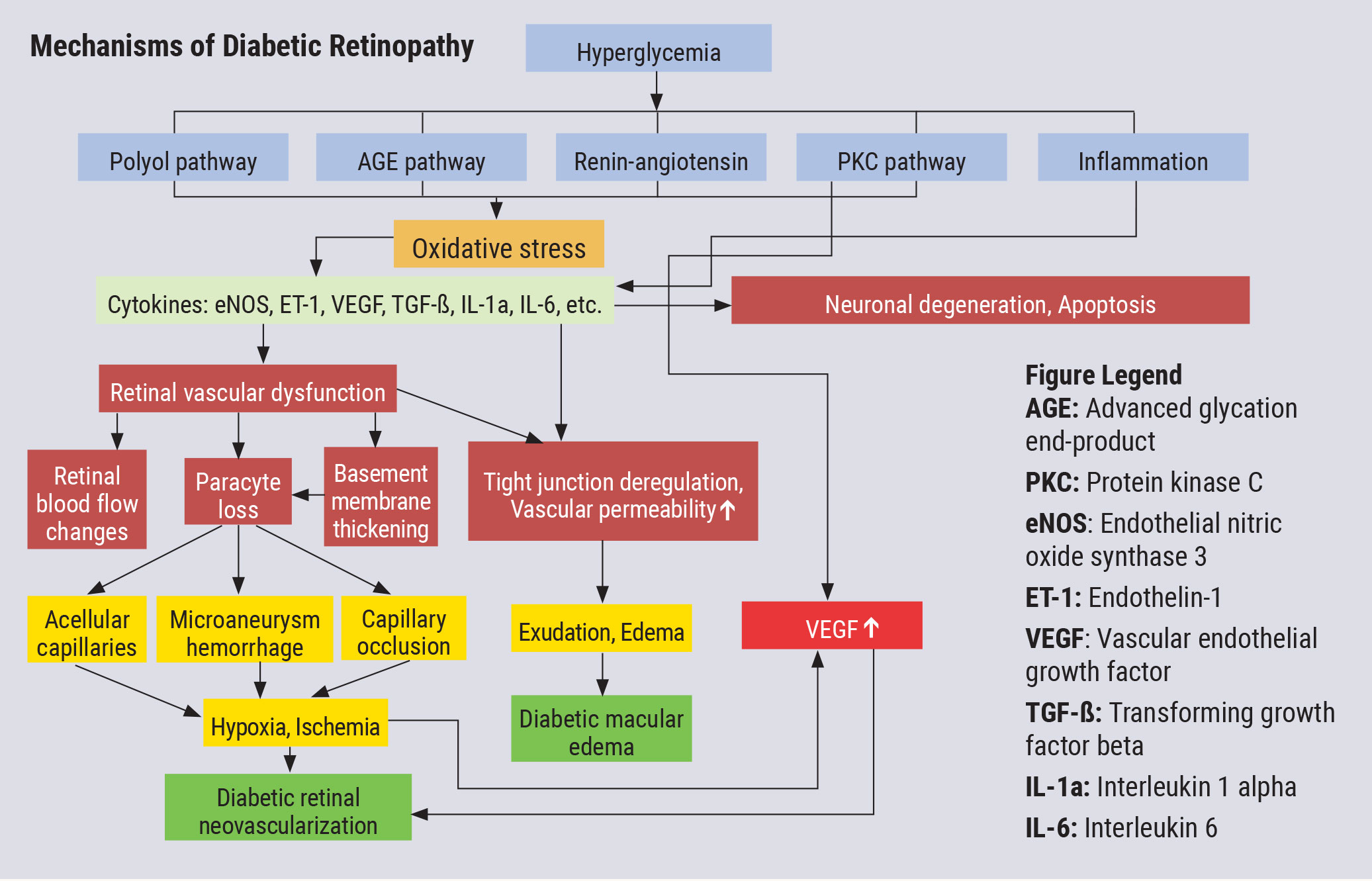 This chart illustrates the complex pathophysiology of DR. Note that VEGF elevation happens fairly late in the cascade and directly before neovascularization, which partly explains why anti-VEGF therapy must be maintained indefinitely. Other interventions, especially those that might blunt activity further upstream from VEGF, could have a more long-lasting impact.