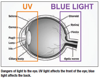 Dangers of light to the eye. UV light affects the front of the eye; blue light affects the back.